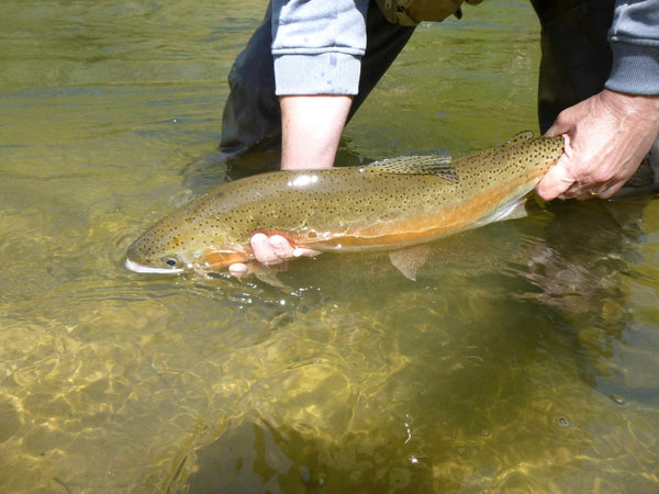 Top Guided Fishing Adventures in Georgia