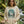 Comfort Sweatshirt Buck